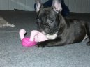 Bouledogue francais, French Bulldog
