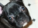 Bouledogue francais, French Bulldog