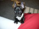 Bouledogue francais, French Bulldog