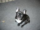Bouledogue francais, French Bulldog