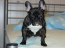 Bouledogue francais, French Bulldog