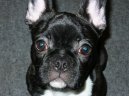 Bouledogue francais, French Bulldog