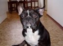 Bouledogue francais, French Bulldog