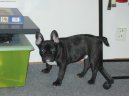 Bouledogue francais, French Bulldog