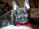 Bouledogue francais, French Bulldog