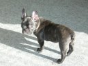 Bouledogue francais, French Bulldog