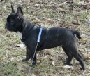 Bouledogue francais, French Bulldog