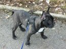 Bouledogue francais, French Bulldog