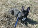 Bouledogue francais, French Bulldog