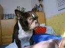 Bouledogue francais, French Bulldog