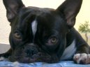 Bouledogue francais, French Bulldog