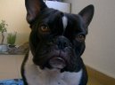 Bouledogue francais, French Bulldog