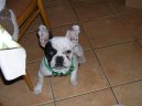 Bouledogue francais, French Bulldog
