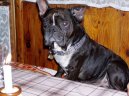 Bouledogue francais, French Bulldog