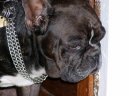 Bouledogue francais, French Bulldog
