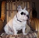 Bouledogue francais, French Bulldog