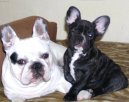 Bouledogue francais, French Bulldog