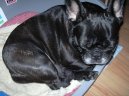 Bouledogue francais, French Bulldog