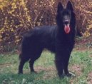 Chien de Berger Belge - Groenendael
