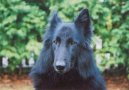Chien de Berger Belge - Groenendael