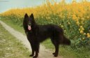 Chien de Berger Belge - Groenendael