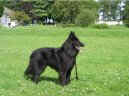Chien de Berger Belge - Groenendael