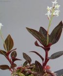 Haemaria discolor