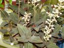 Haemaria discolor
