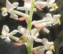 Haemaria discolor
