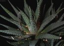 Haworthia
