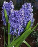 Hyacinthus  orientalis