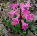 Hyacinthus  orientalis