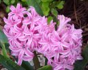 Hyacinthus  orientalis