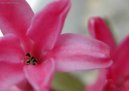 Hyacinthus  orientalis
