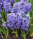 Hyacinthus  orientalis