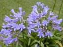 Agapanthus