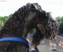 Kerry Blue Terrier