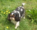 King charles spaniel \(Dog standard\)