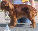 King charles spaniel \(Dog standard\)