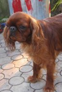 King charles spaniel \(Dog standard\)