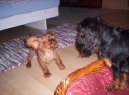 King charles spaniel \(Dog standard\)