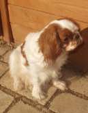 King charles spaniel \(Dog standard\)