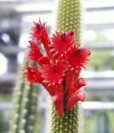 Cleistocactus