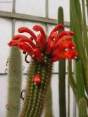 Cleistocactus