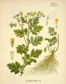 Tanacetum parthenium L\.