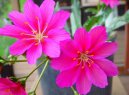 Cotyledon