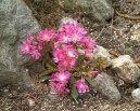 Cotyledon