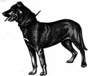 Perro de Pastor Mallorquin