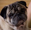 Pug