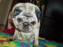 Pug